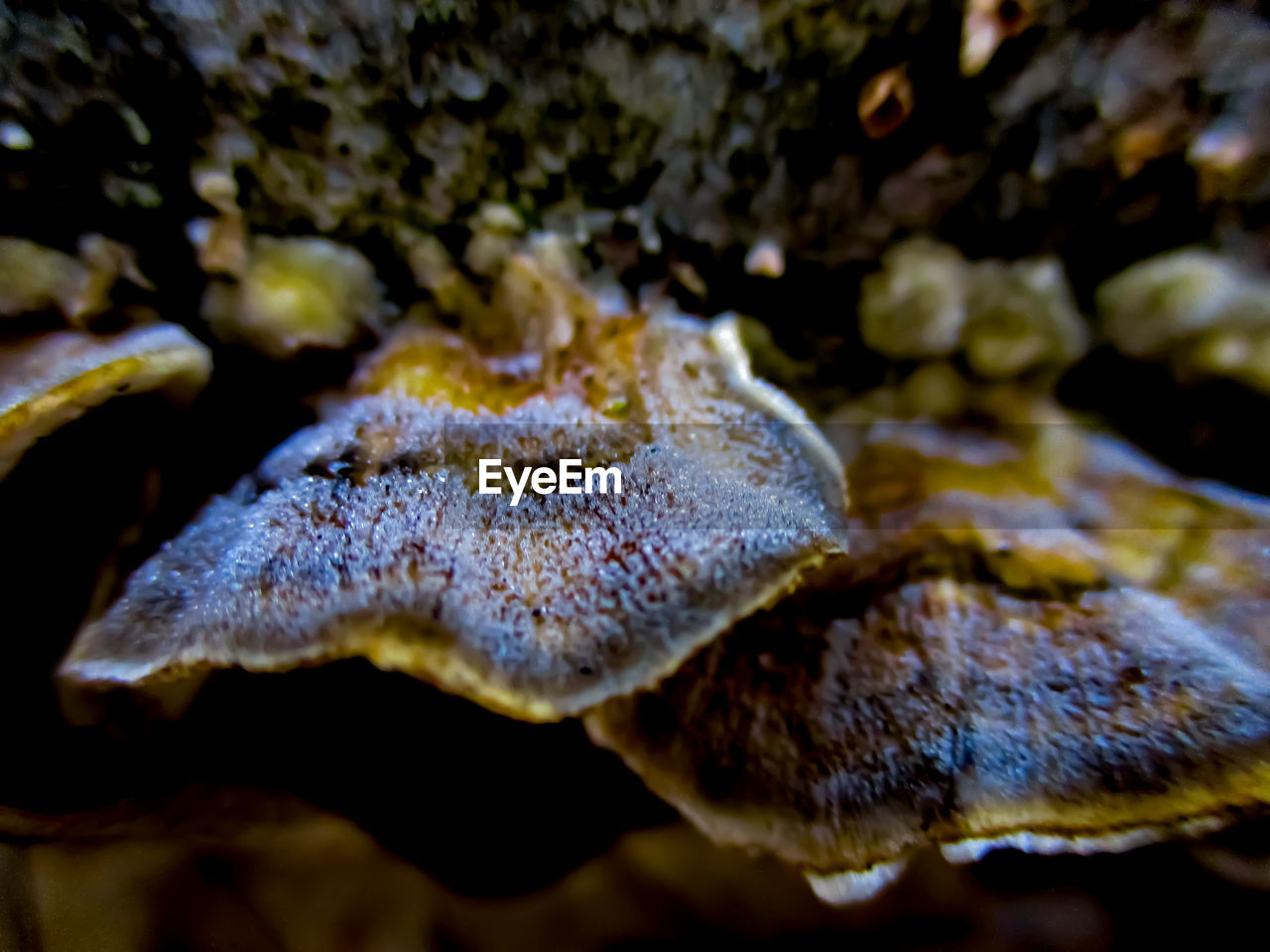 CLOSE-UP OF JELLYFISH