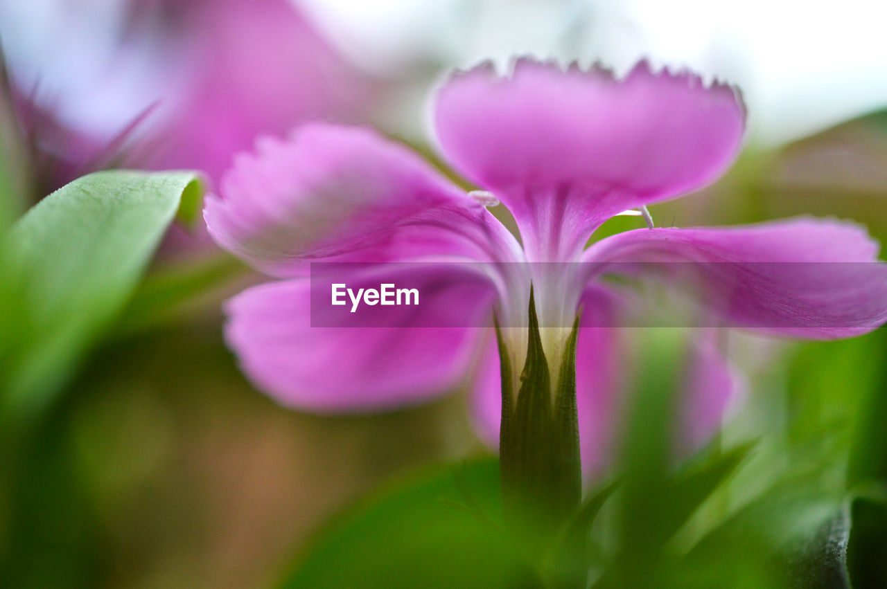 CLOSE-UP OF PINK FLOWERS BLOOMING