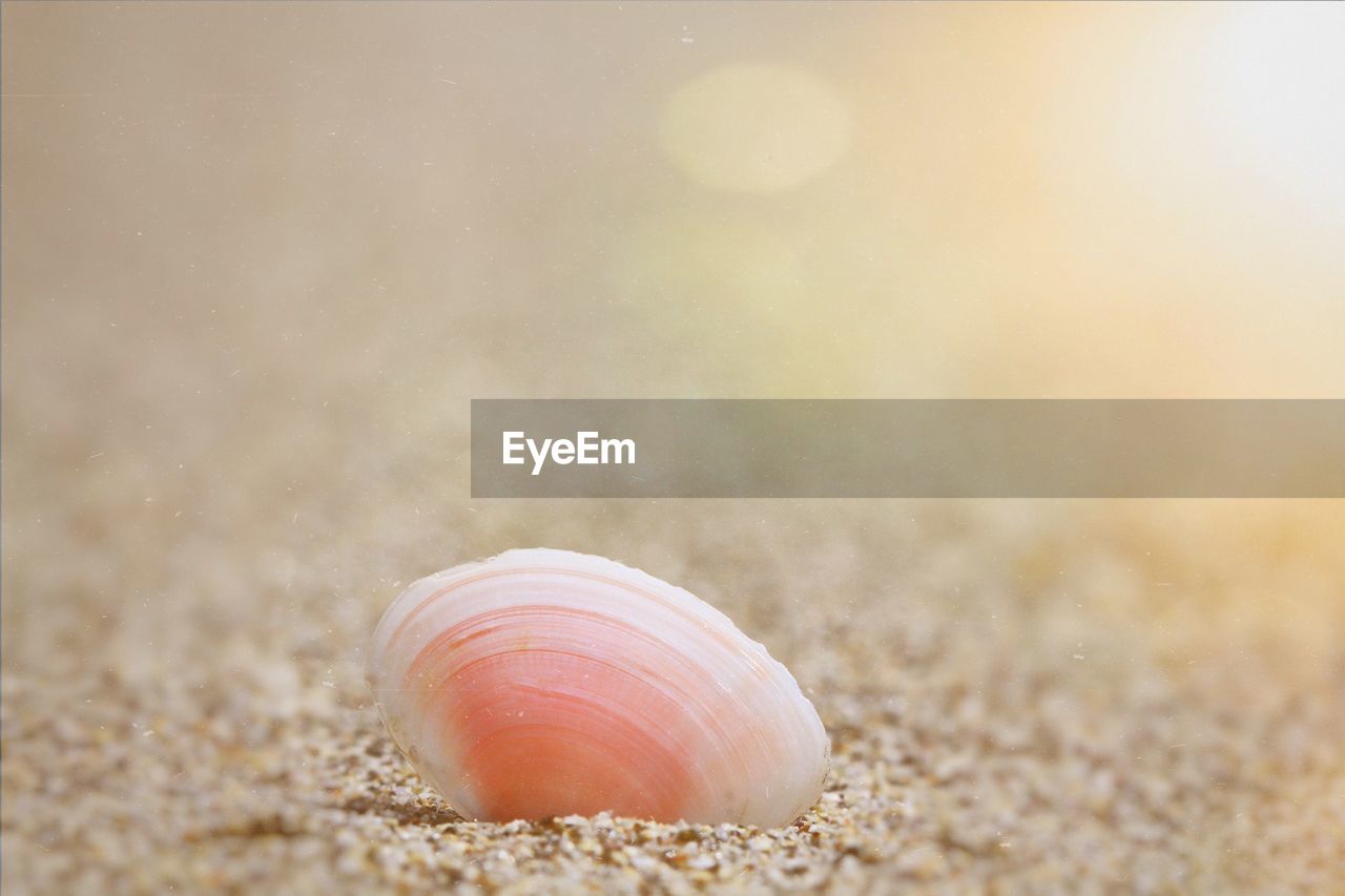 Close-up of shell on sand