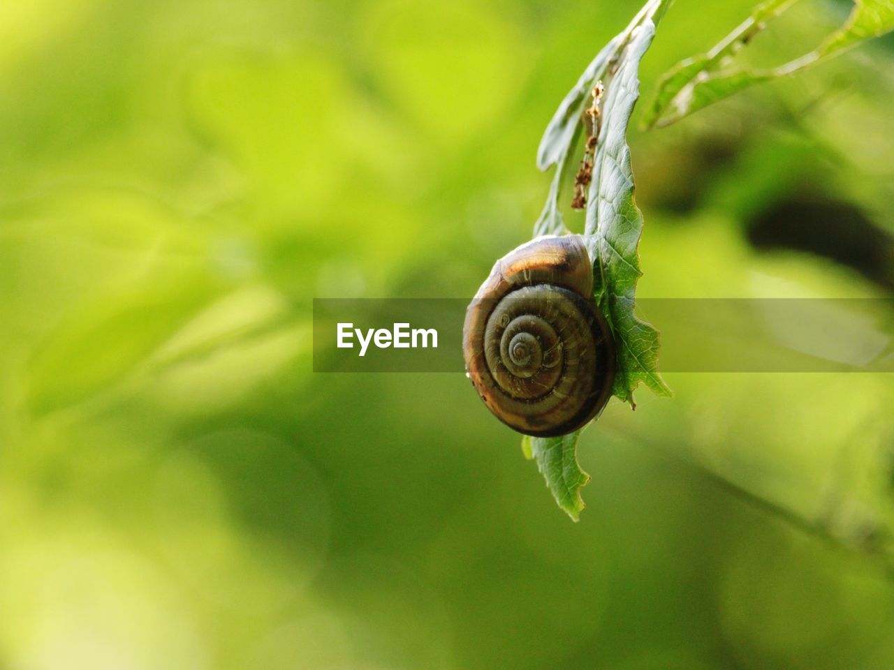 close-up of snail on leaf