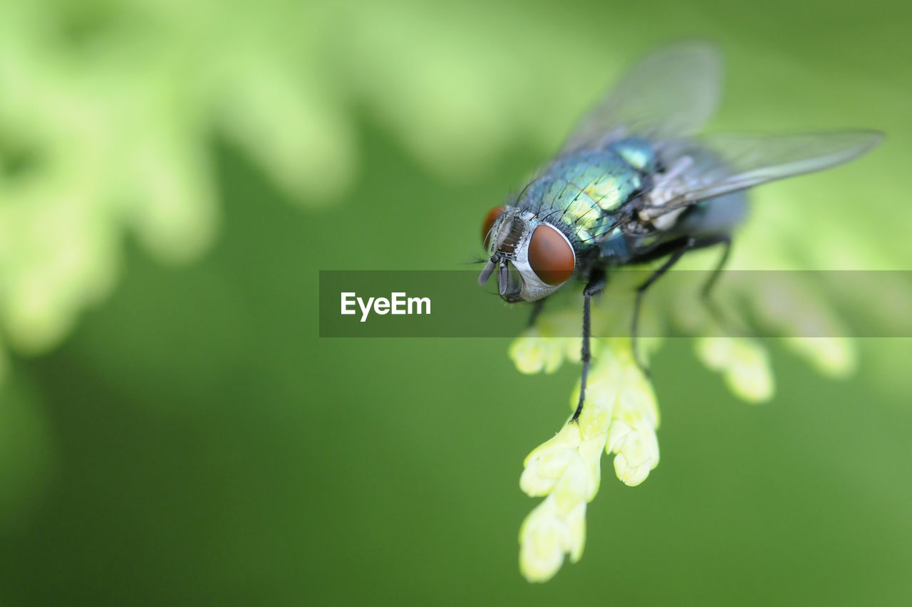 Close-up of fly