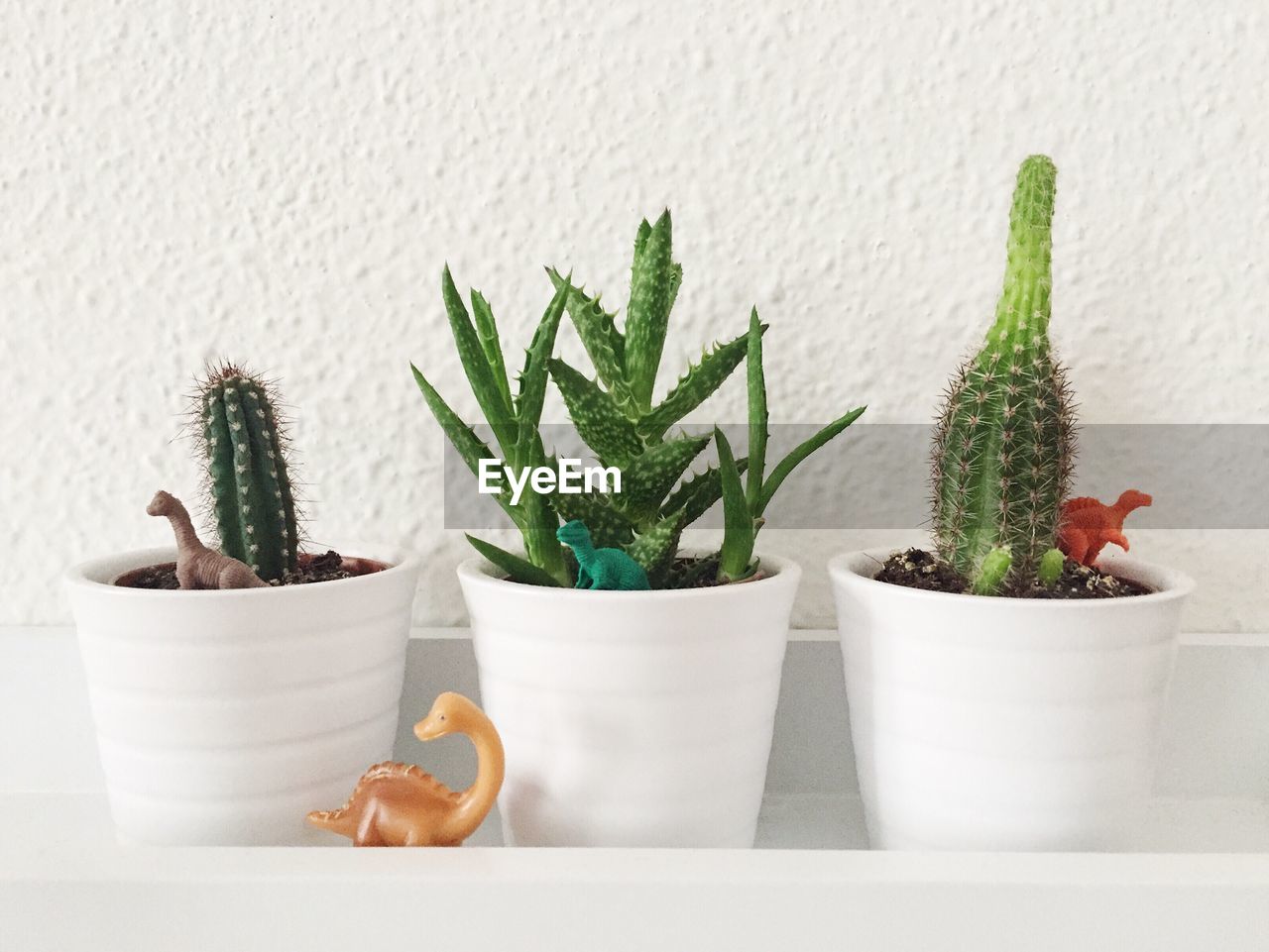 Close-up of succulent plants against white wall