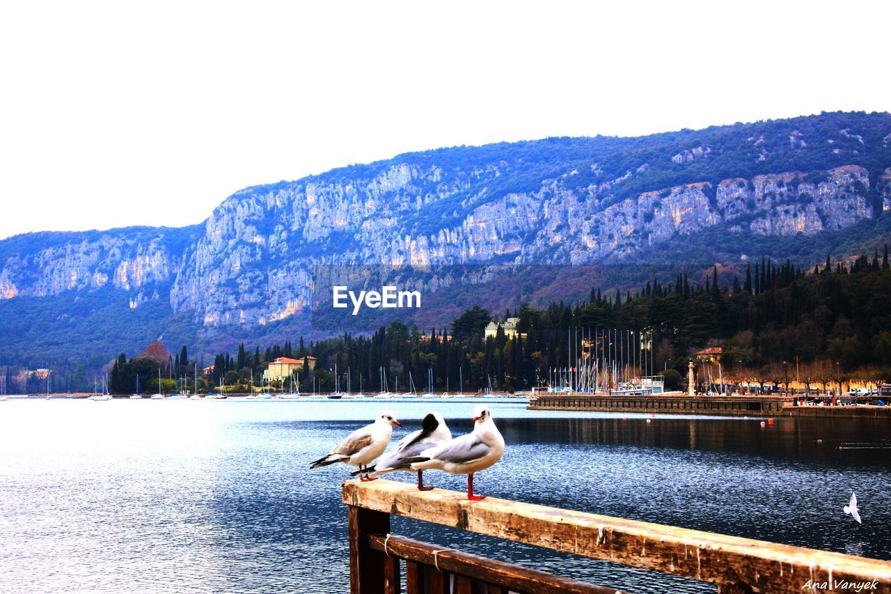 BIRDS PERCHING ON LAKE AGAINST MOUNTAIN