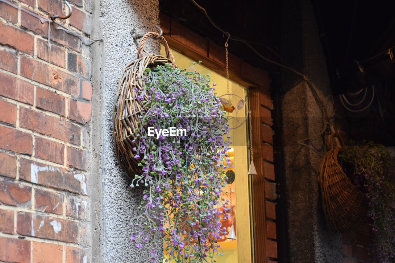 CLOSE-UP OF IVY ON HOUSE