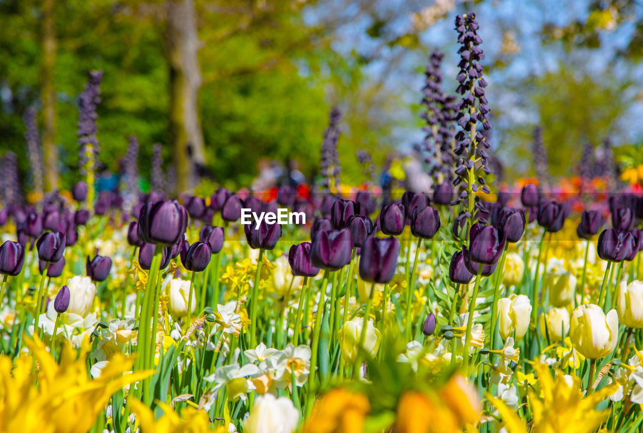 Colorful tulips in the keukenhof garden, netherlands. fresh blooming tulips in the spring garden.