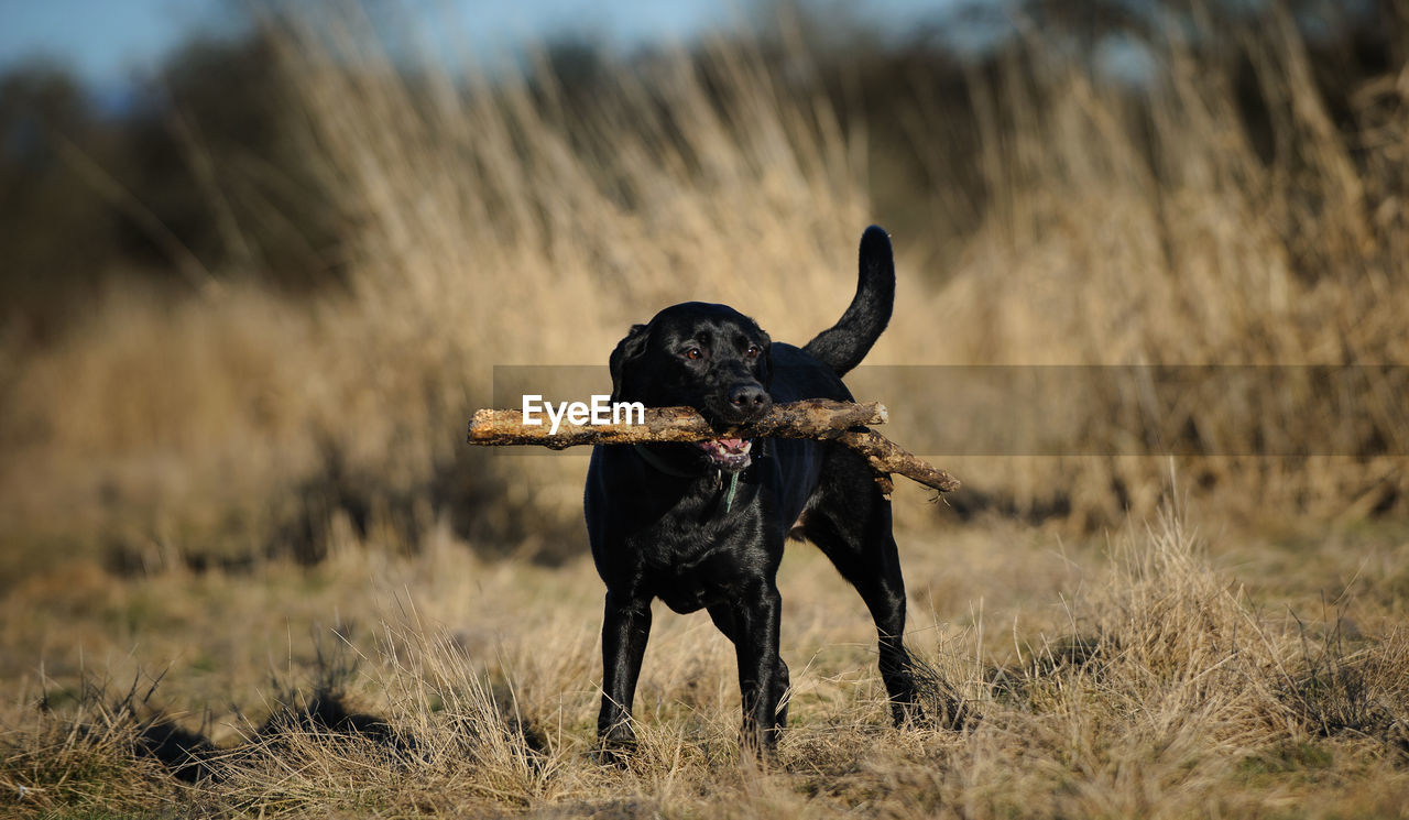 Black labrador carrying sticks in mouth while standing on grassy field