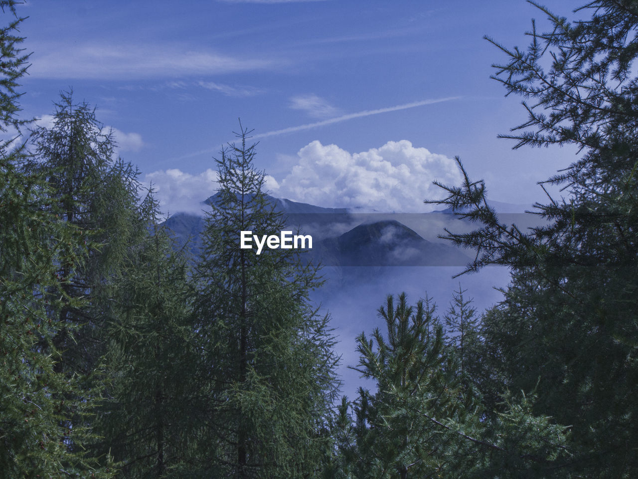 Low angle view of trees against sky