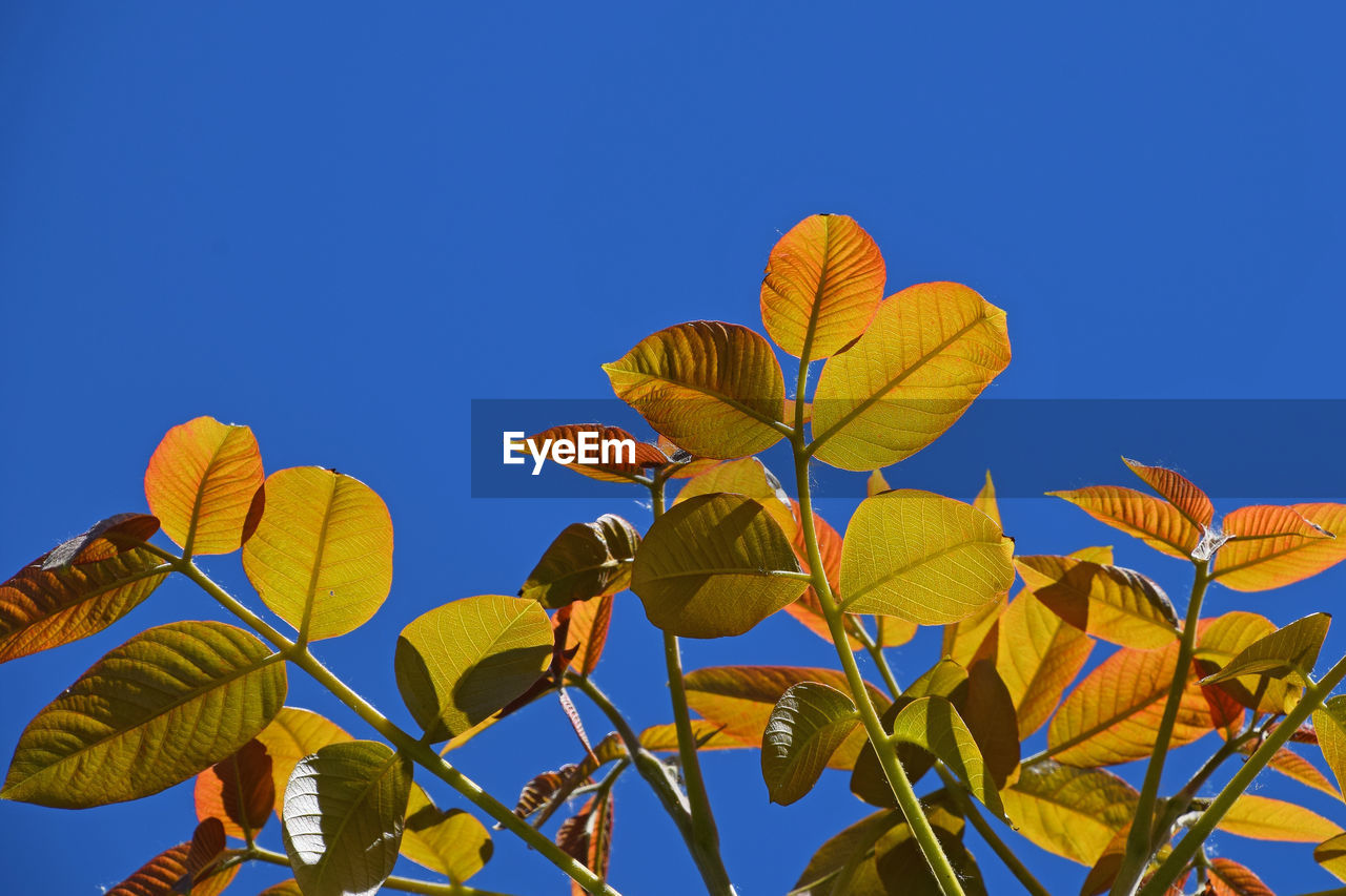 Low angle view of leaves against clear blue sky