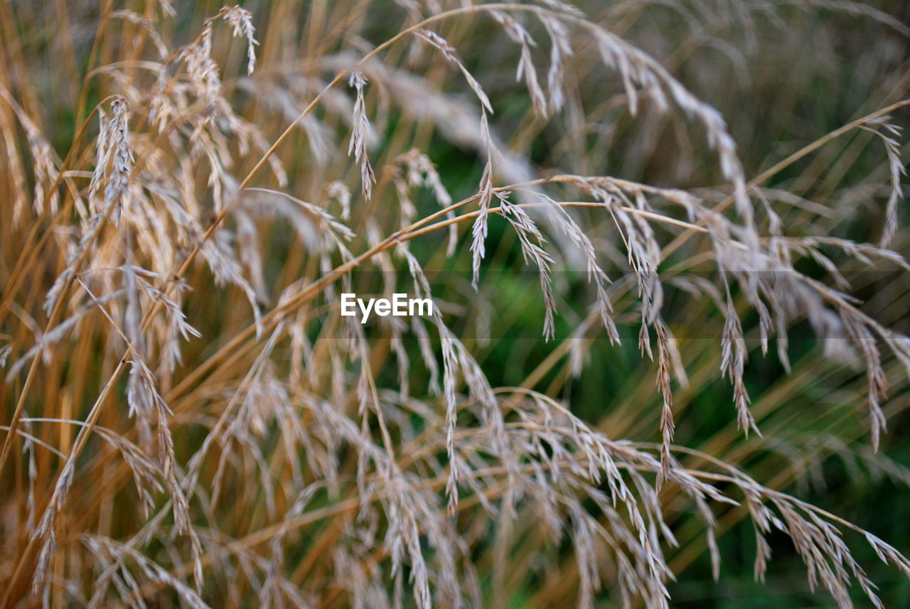 Close-up of crops on field