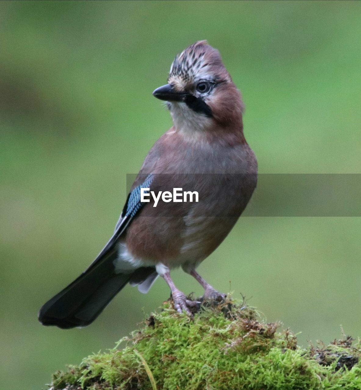 CLOSE-UP OF BIRD PERCHING ON A PLANT