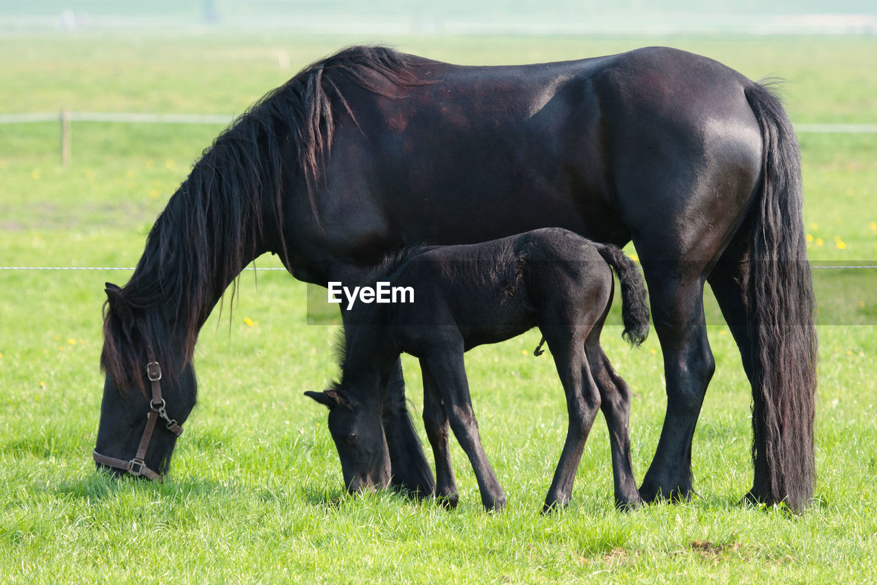 Frisian horse grazing in a field