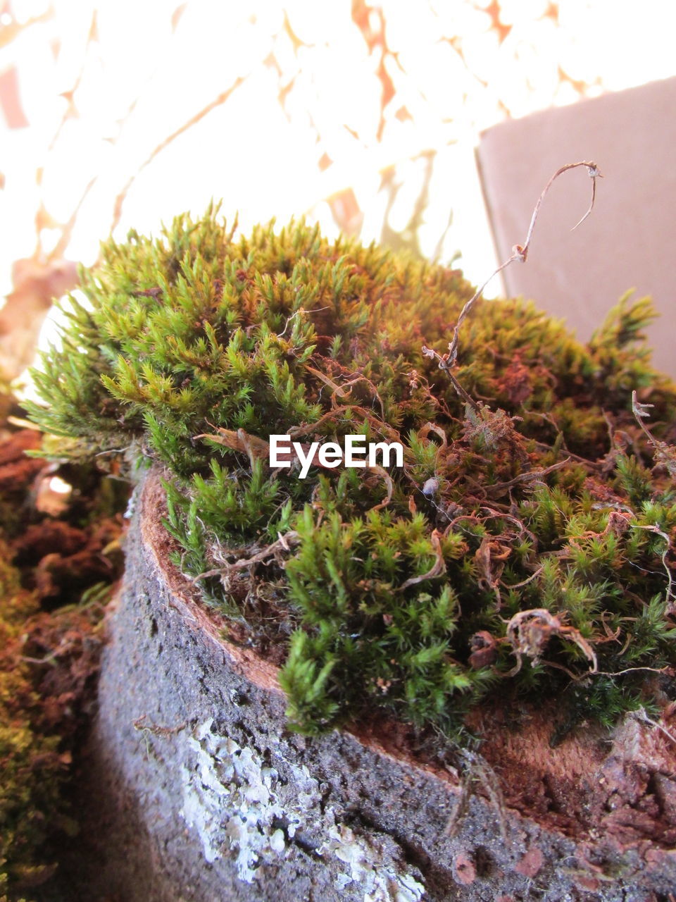 PLANTS GROWING ON A WALL