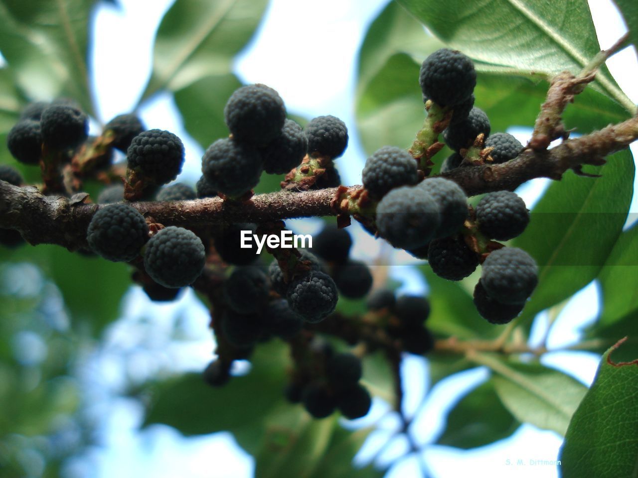 CLOSE-UP OF BLACKBERRIES