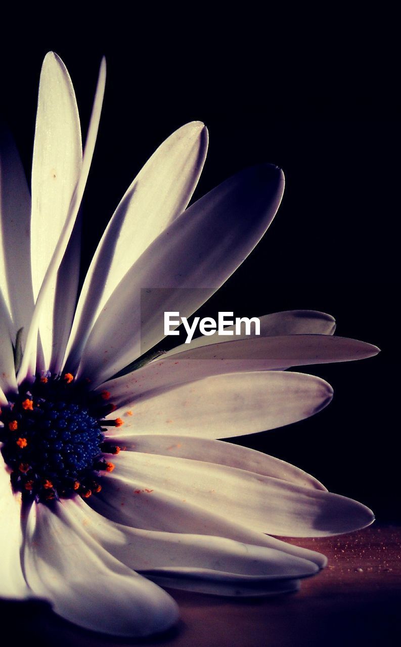 CLOSE-UP OF FRESH WHITE FLOWER OVER BLACK BACKGROUND