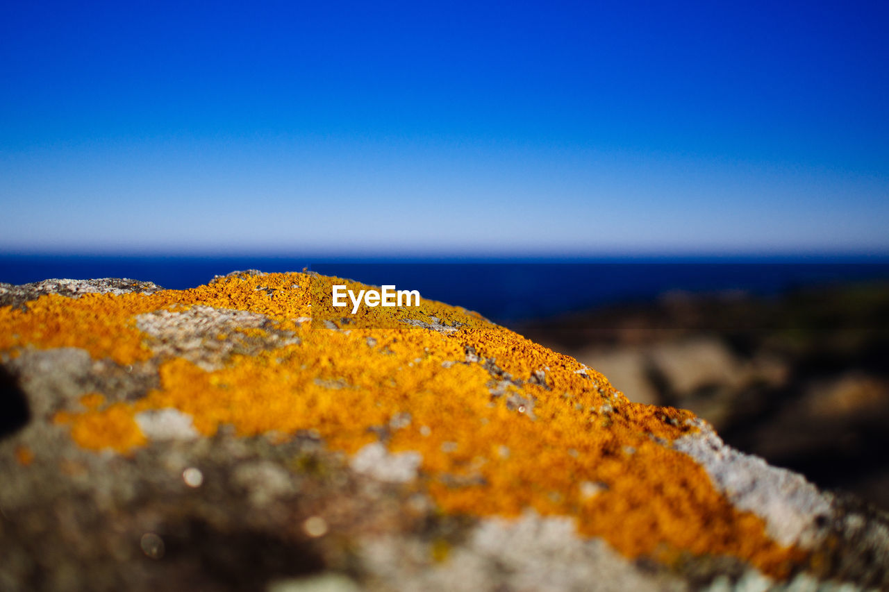 Surface level view of dry lichen on rock against sky