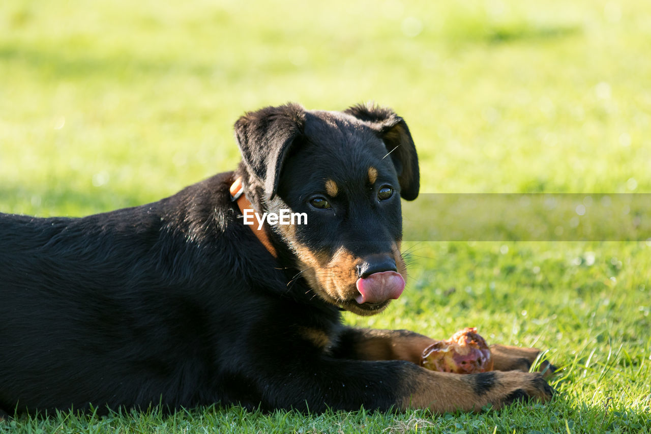 BLACK DOG LYING ON GROUND