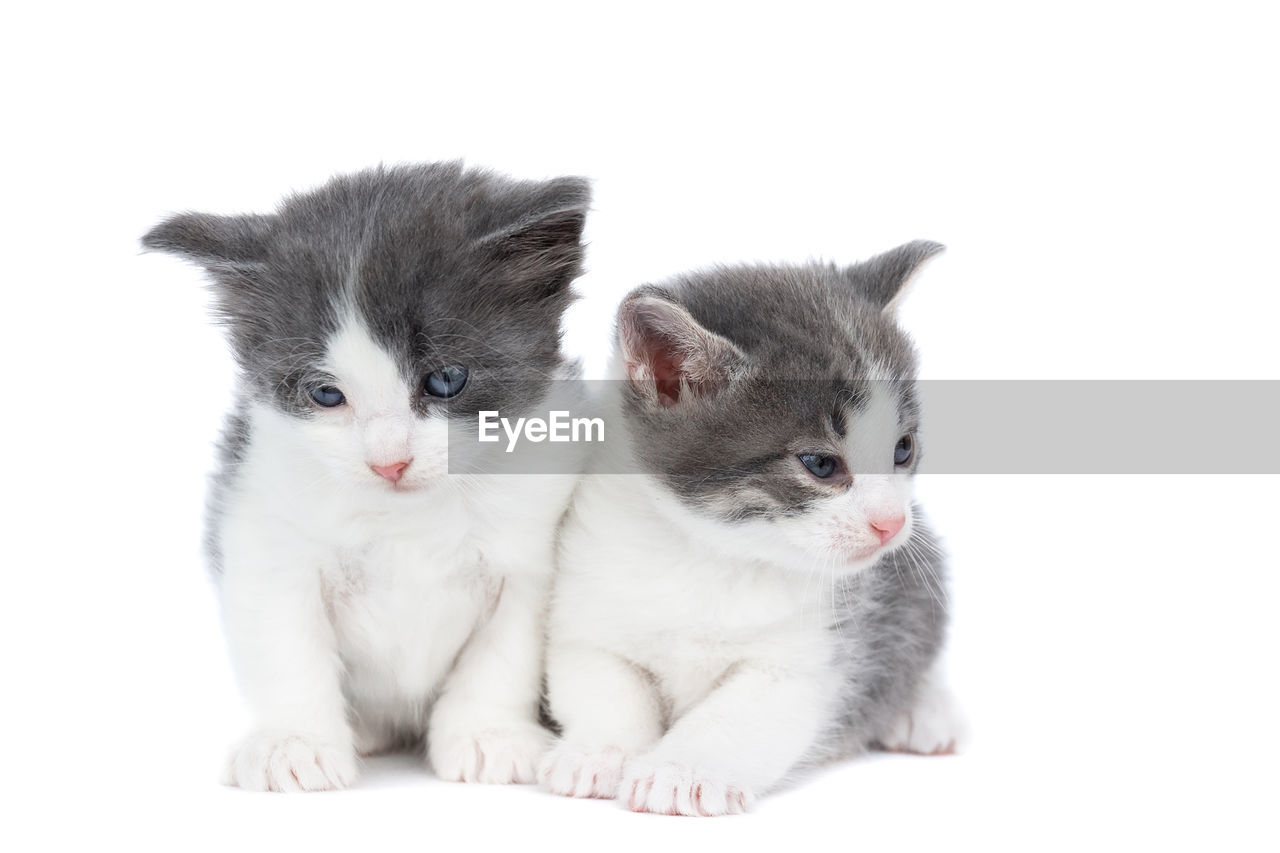 PORTRAIT OF CATS