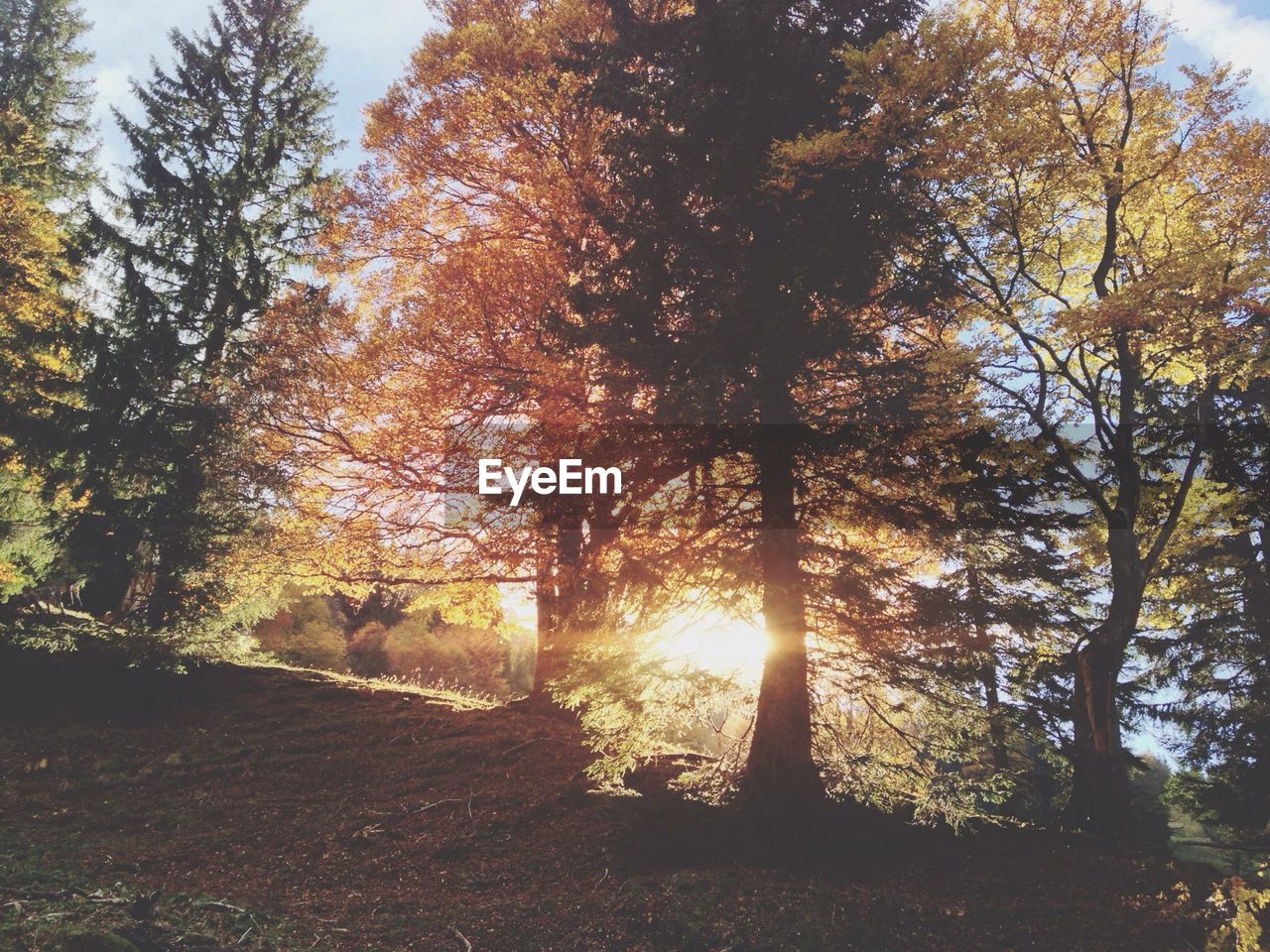 SUNSET OVER FOREST