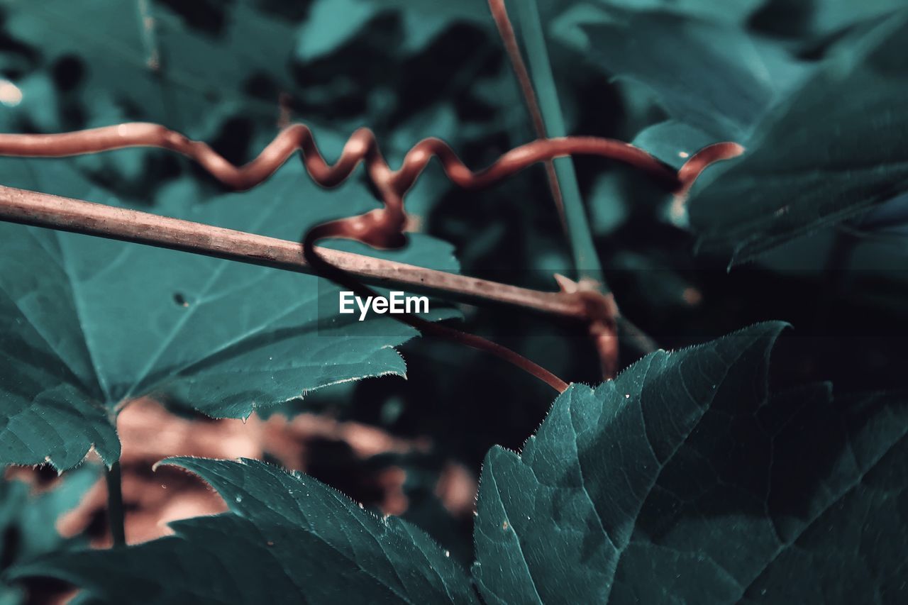 CLOSE-UP OF FRESH LEAVES ON TWIG