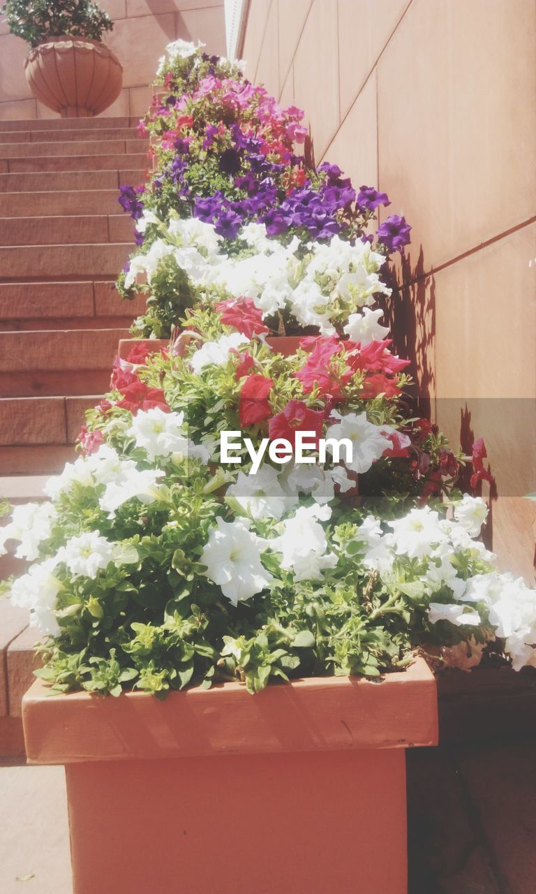 CLOSE-UP OF FRESH POTTED PLANTS