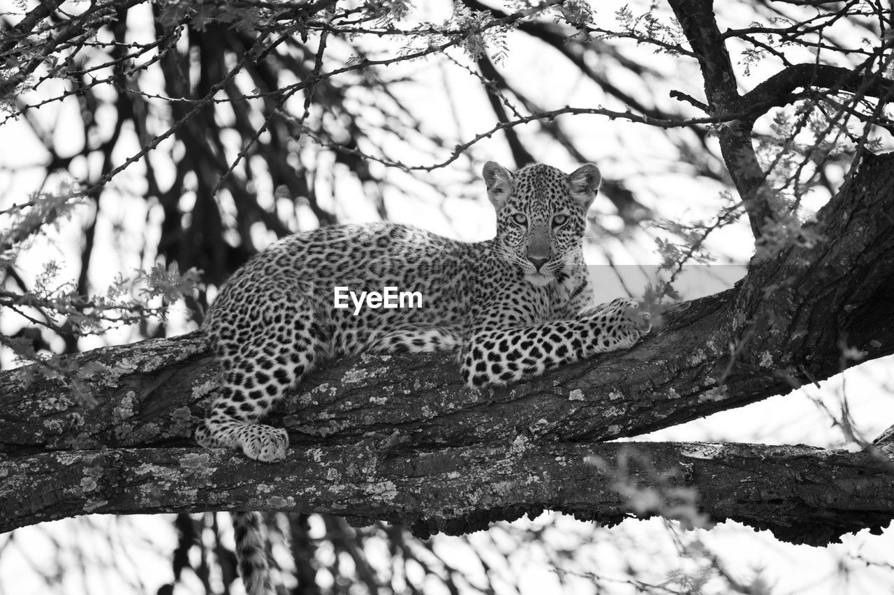 animal, animal themes, feline, tree, cat, animal wildlife, mammal, big cat, wildlife, leopard, black and white, one animal, felidae, spotted, carnivora, plant, no people, branch, nature, safari, carnivore, monochrome photography, monochrome, day, snow, relaxation, cheetah, outdoors, beauty in nature, pet, low angle view, domestic animals, undomesticated cat, resting