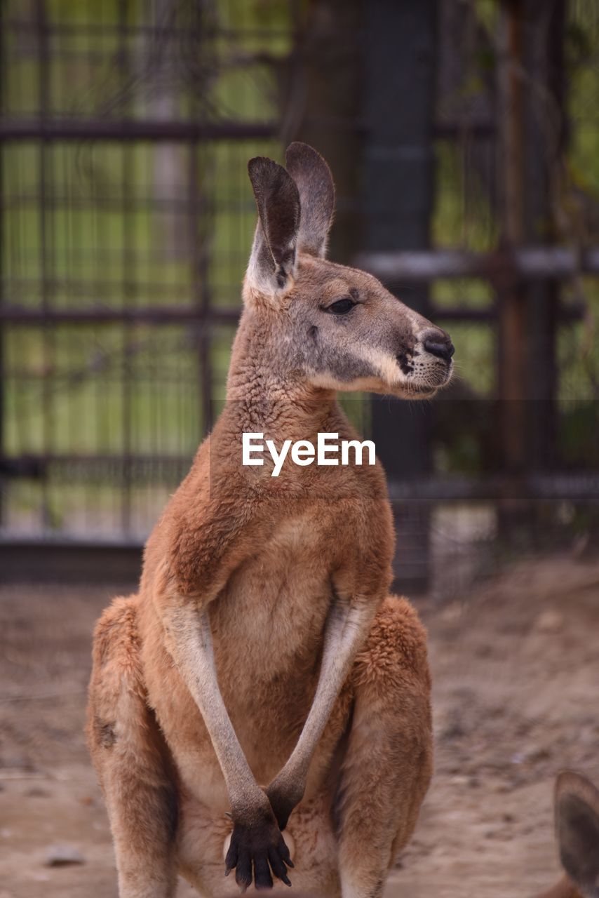 An image of a kangaroo staring at something.