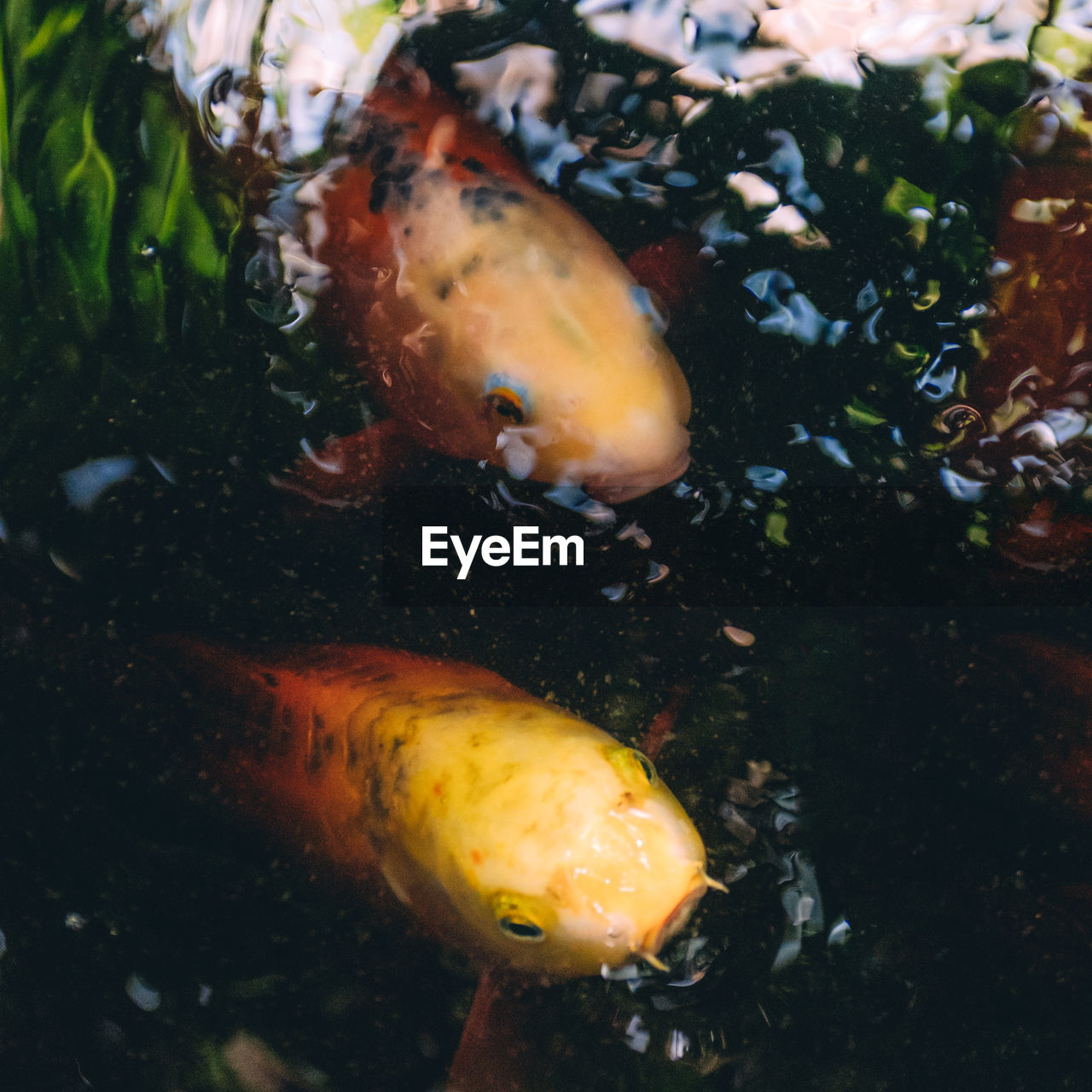 HIGH ANGLE VIEW OF FISH IN SEA