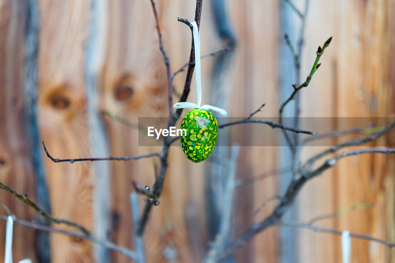 Green easter egg hanging on dead plant