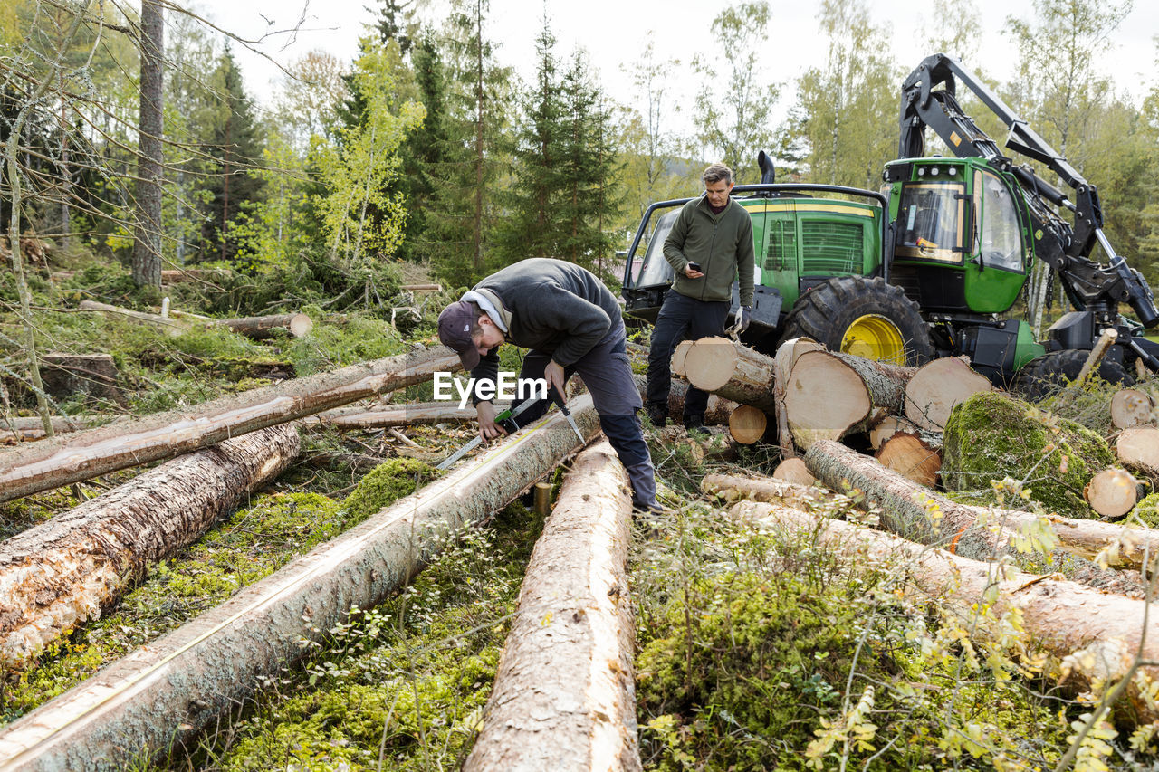 Man measuring tree trunk