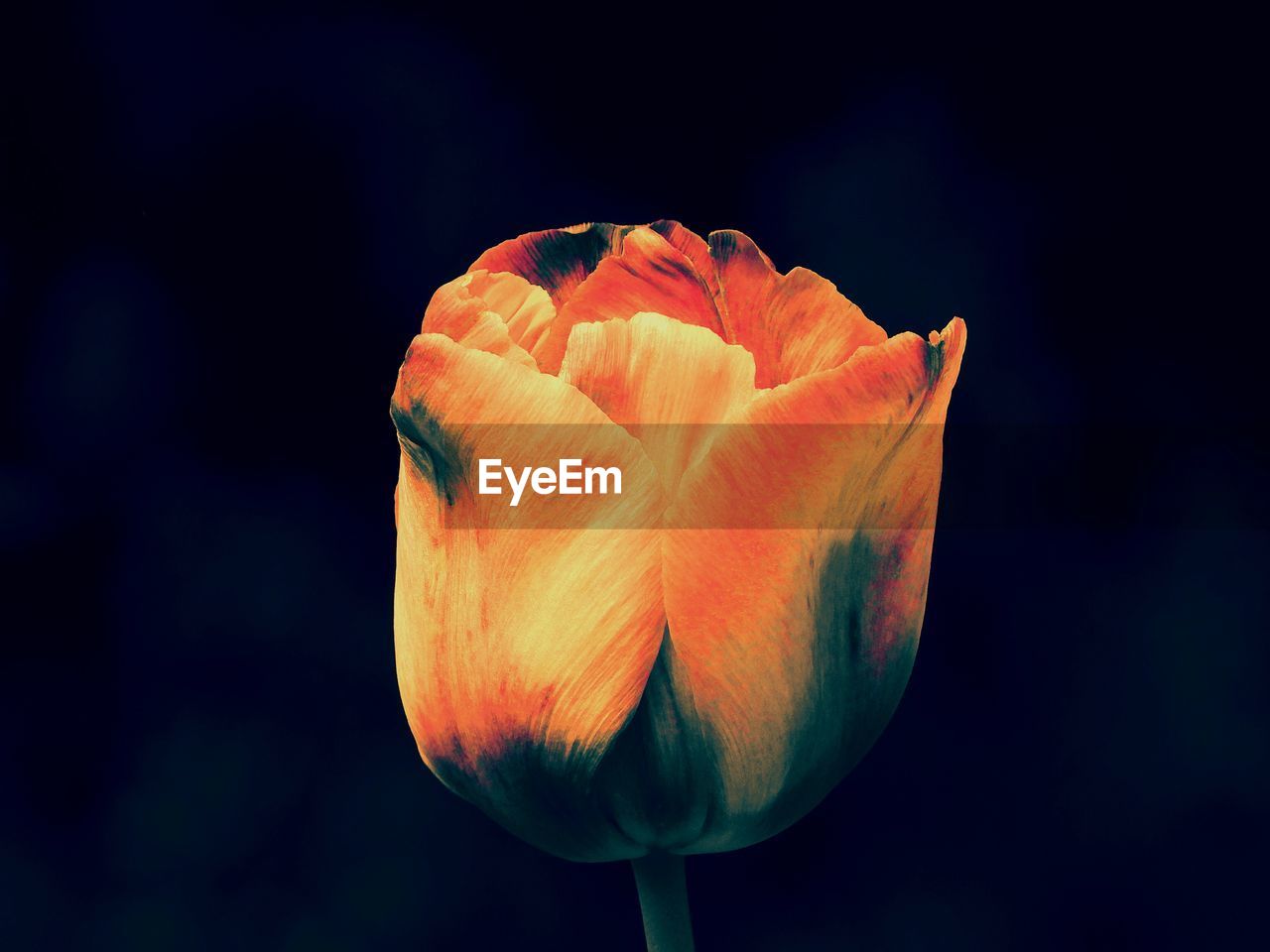 Selective color tulip. color altered. orange against black background.