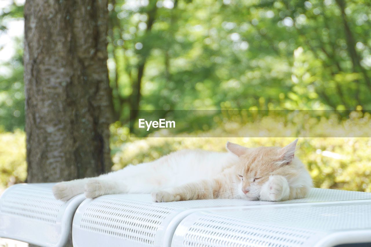 Cat sleeping on white table against trees