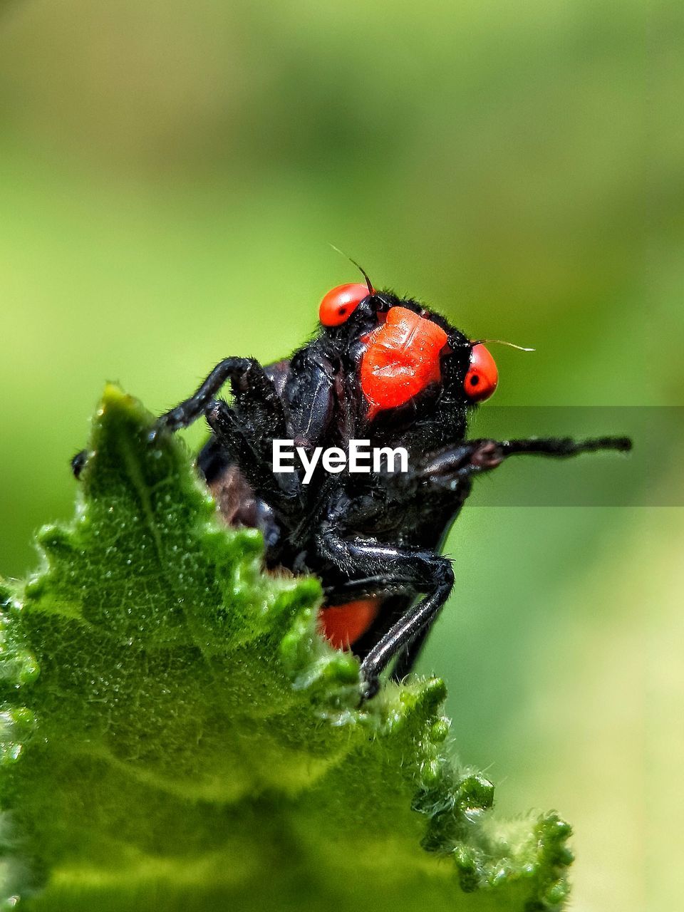 CLOSE-UP OF INSECT ON A LEAF