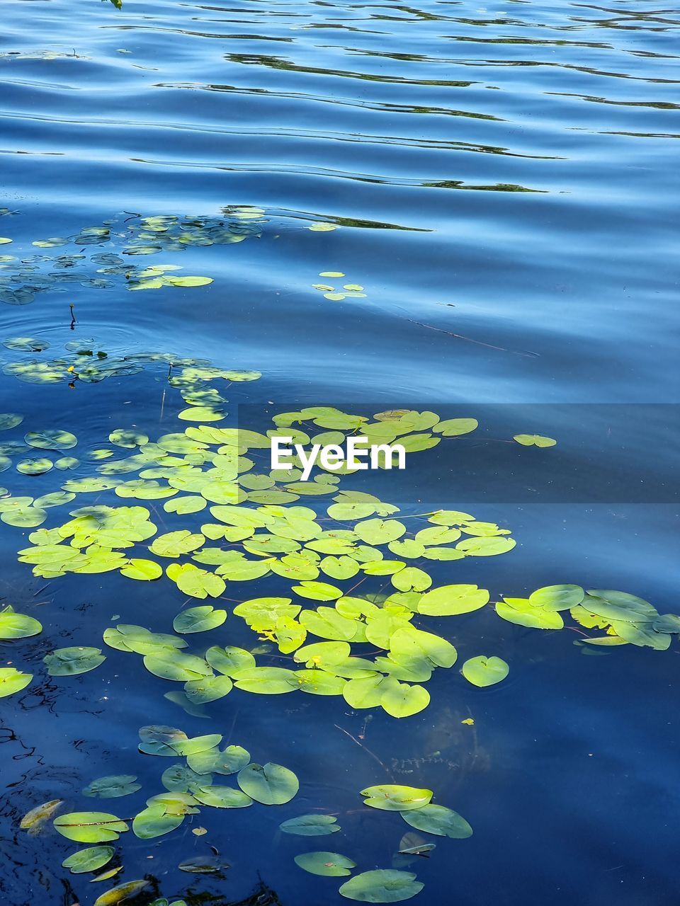 water, reflection, lake, nature, floating, floating on water, beauty in nature, leaf, no people, plant part, water lily, flower, tranquility, yellow, high angle view, green, plant, day, outdoors, blue, ocean, sunlight, flowering plant, lily, tranquil scene, freshness, body of water