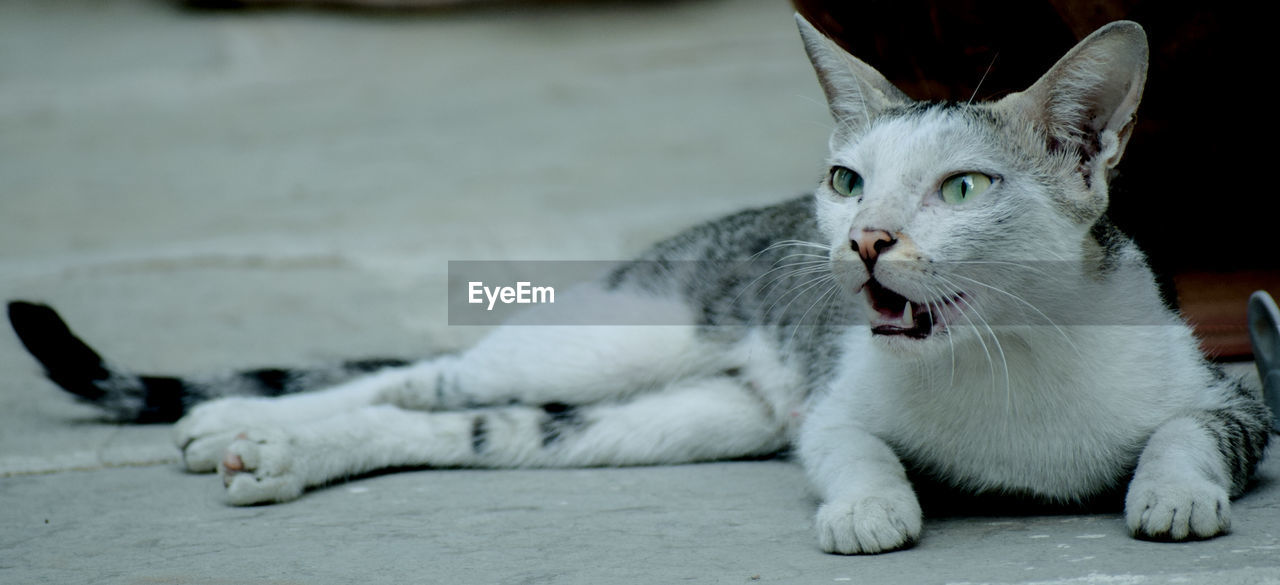 CLOSE-UP OF CAT LYING DOWN