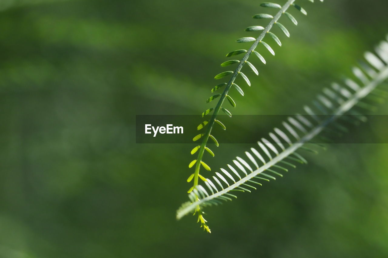 CLOSE-UP OF FERN OUTDOORS