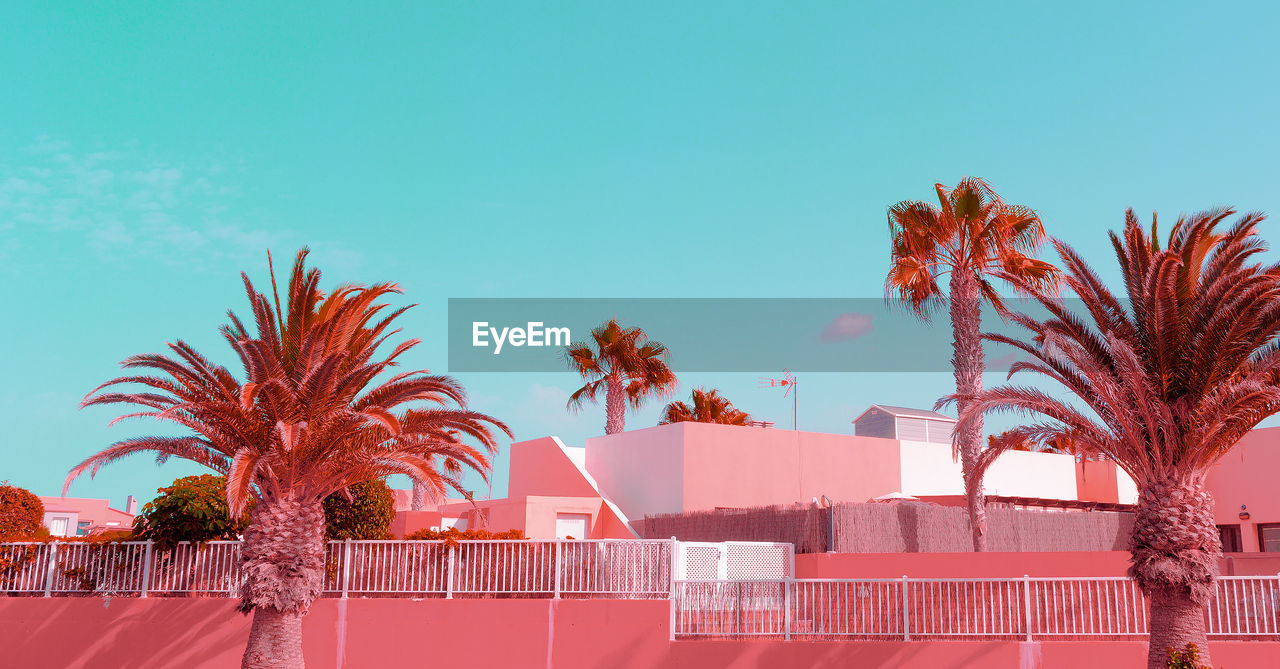 Low angle view of palm trees against clear blue sky