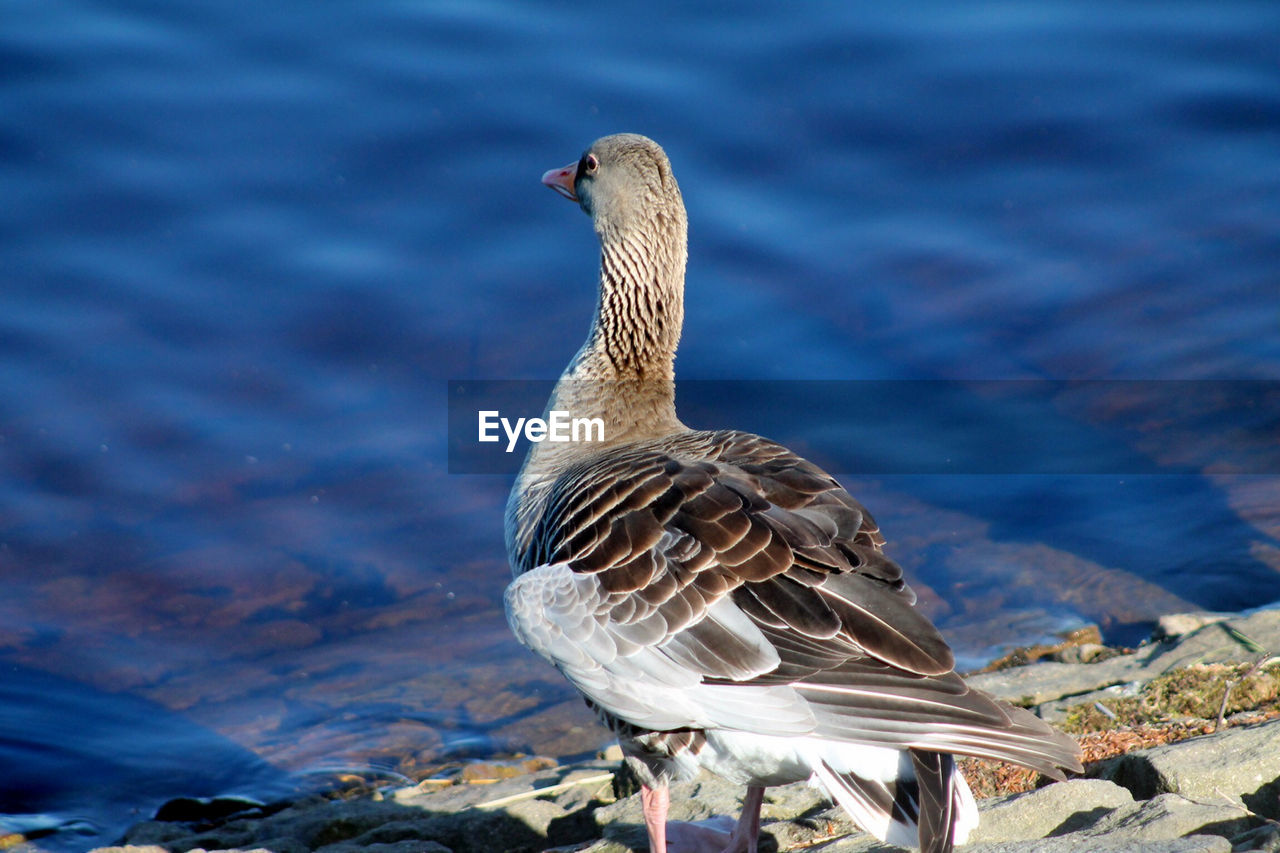 Close-up of bird on lake