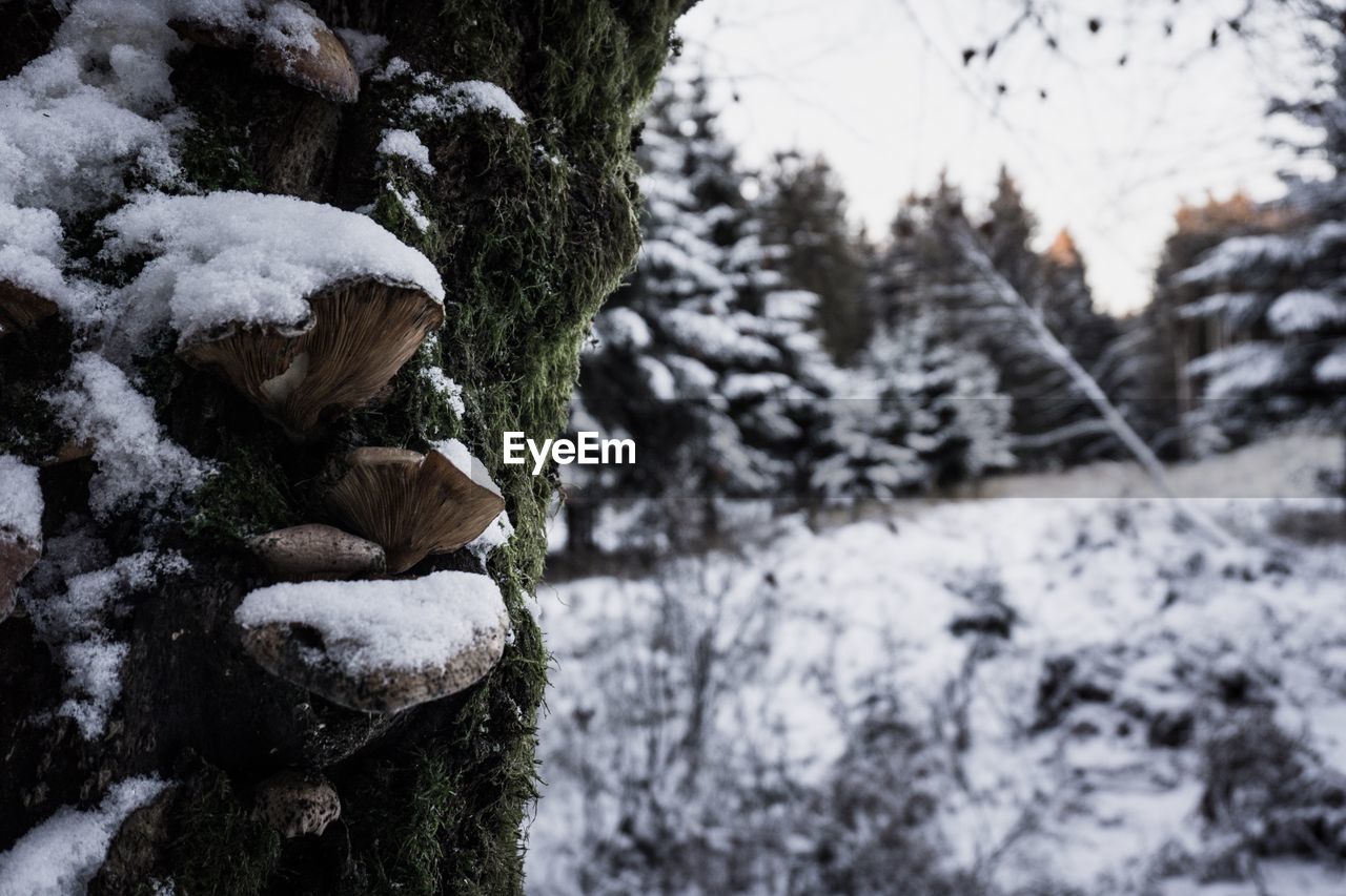 Close-up of frozen tree during winter