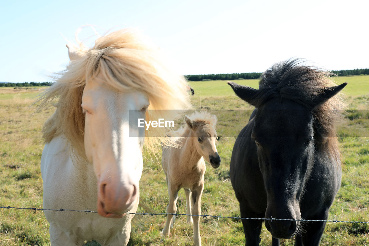 Close-up of horses in animal pen