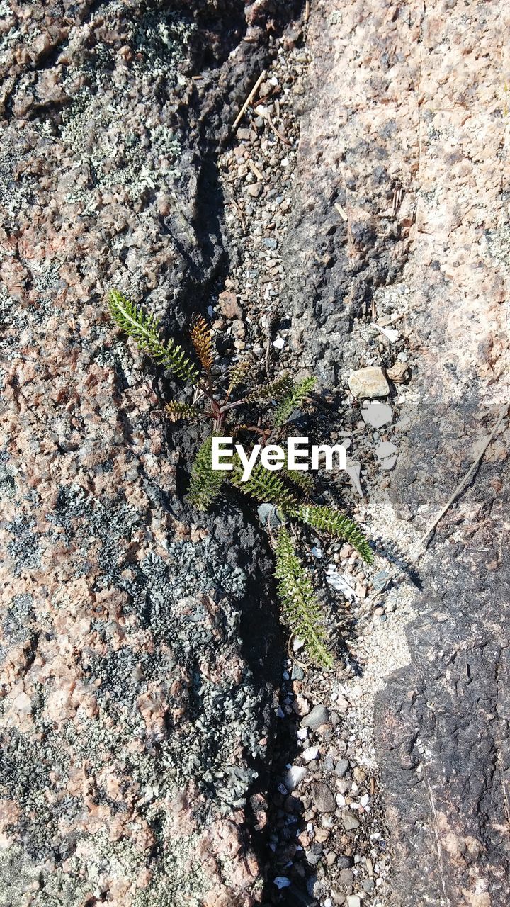 Directly above shot of plant growing on rock