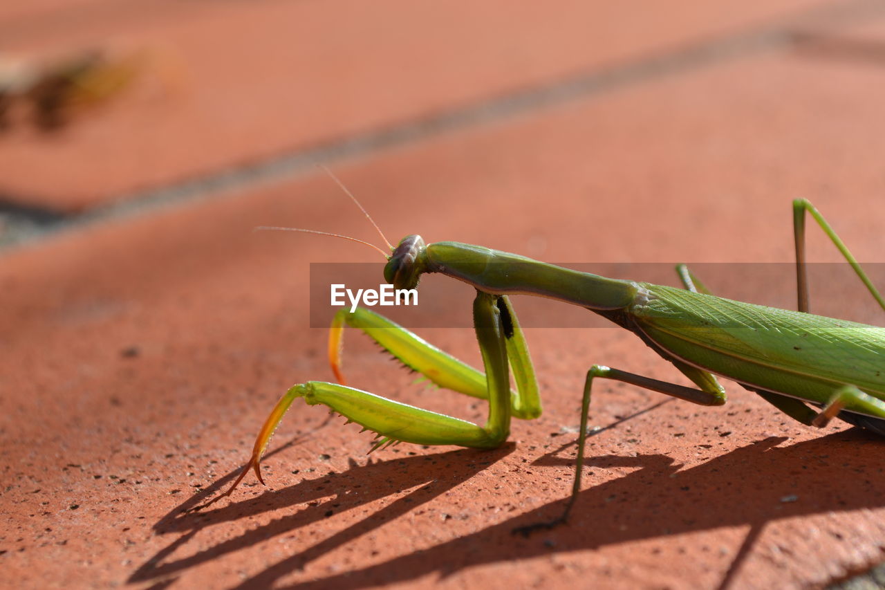 Close-up of insect on floor 