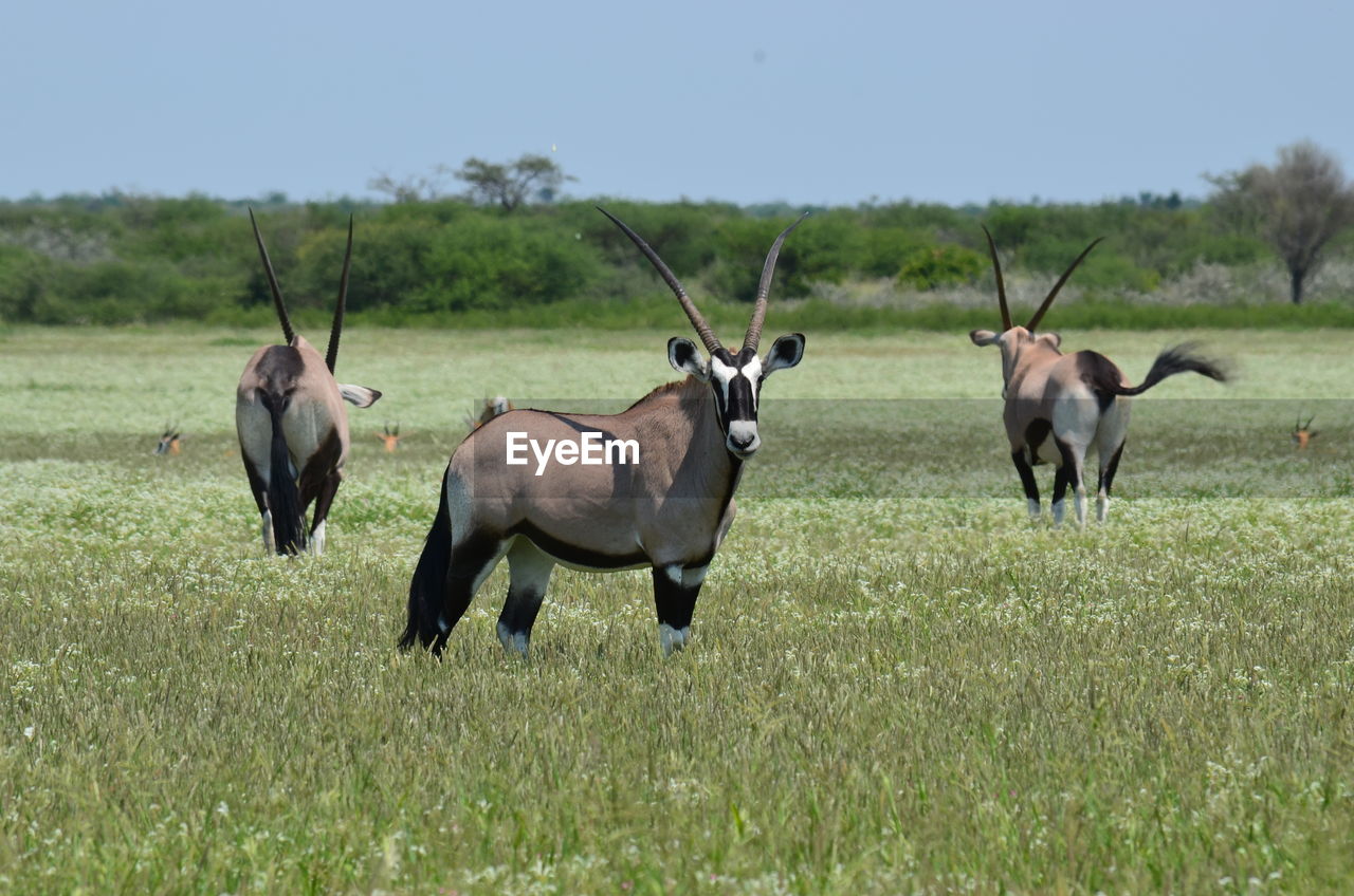 Oryx standing on grassy field against clear sky