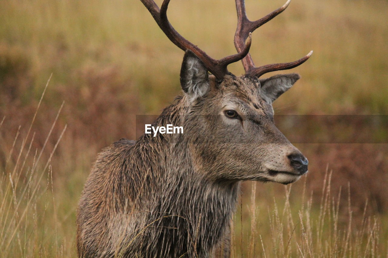 Deer in a field