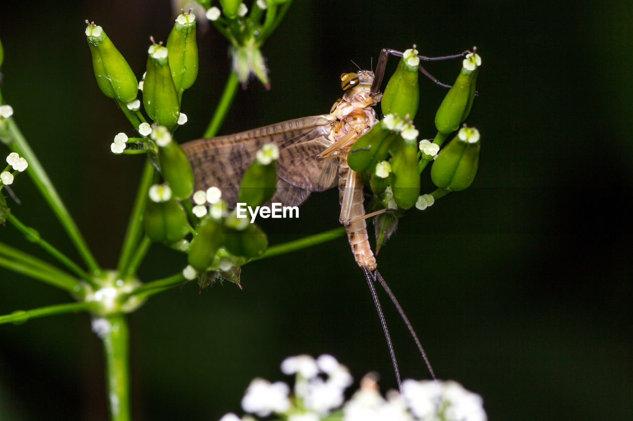 CLOSE-UP OF INSECT ON PLANTS