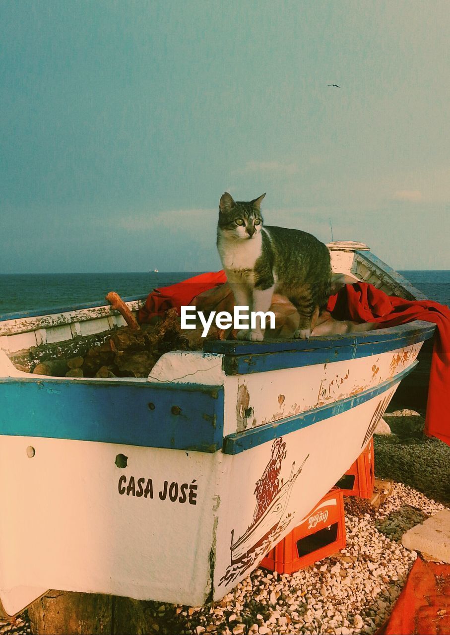 CAT SITTING ON BOAT AT BEACH