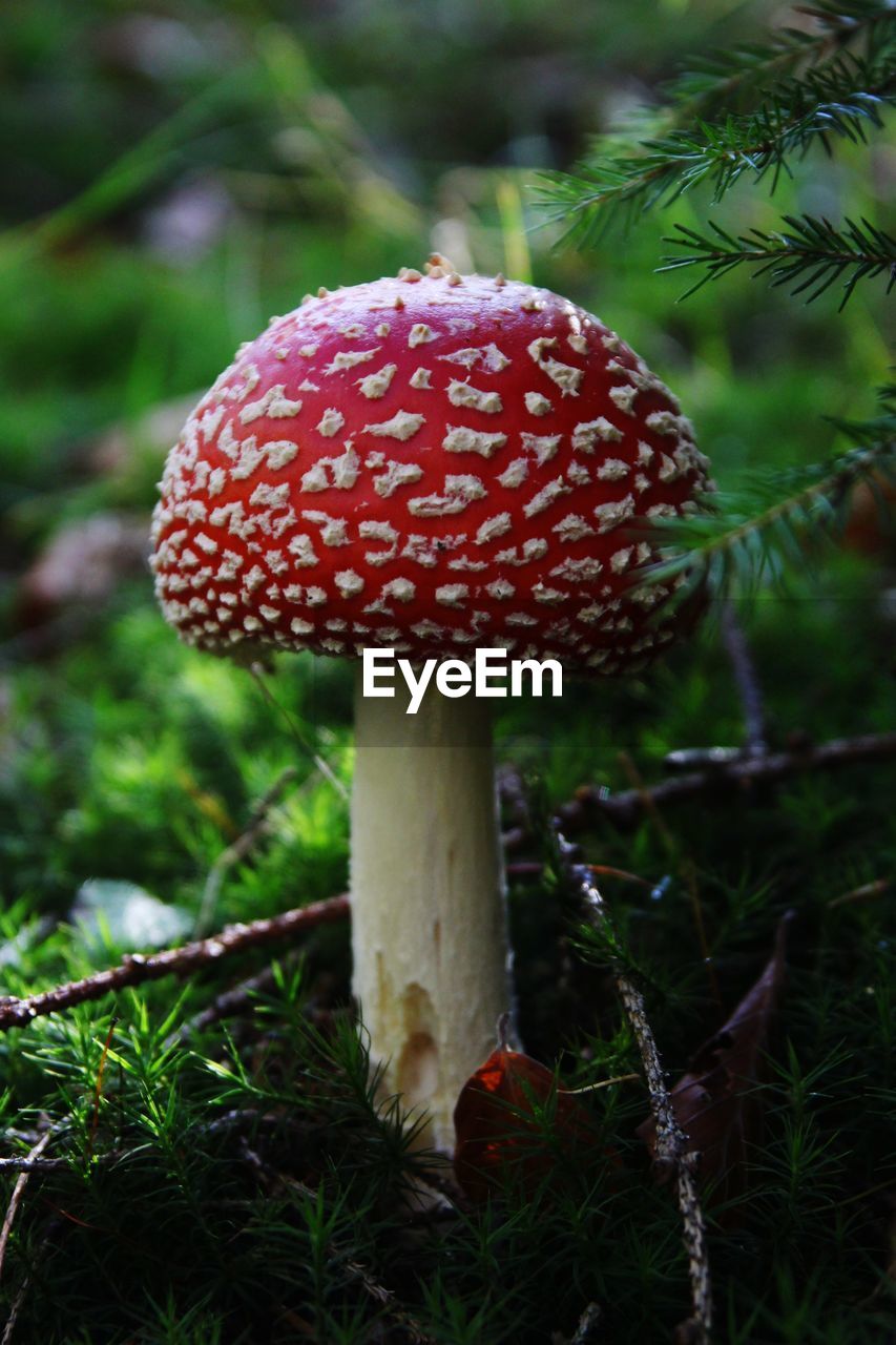 CLOSE-UP OF MUSHROOM ON FIELD