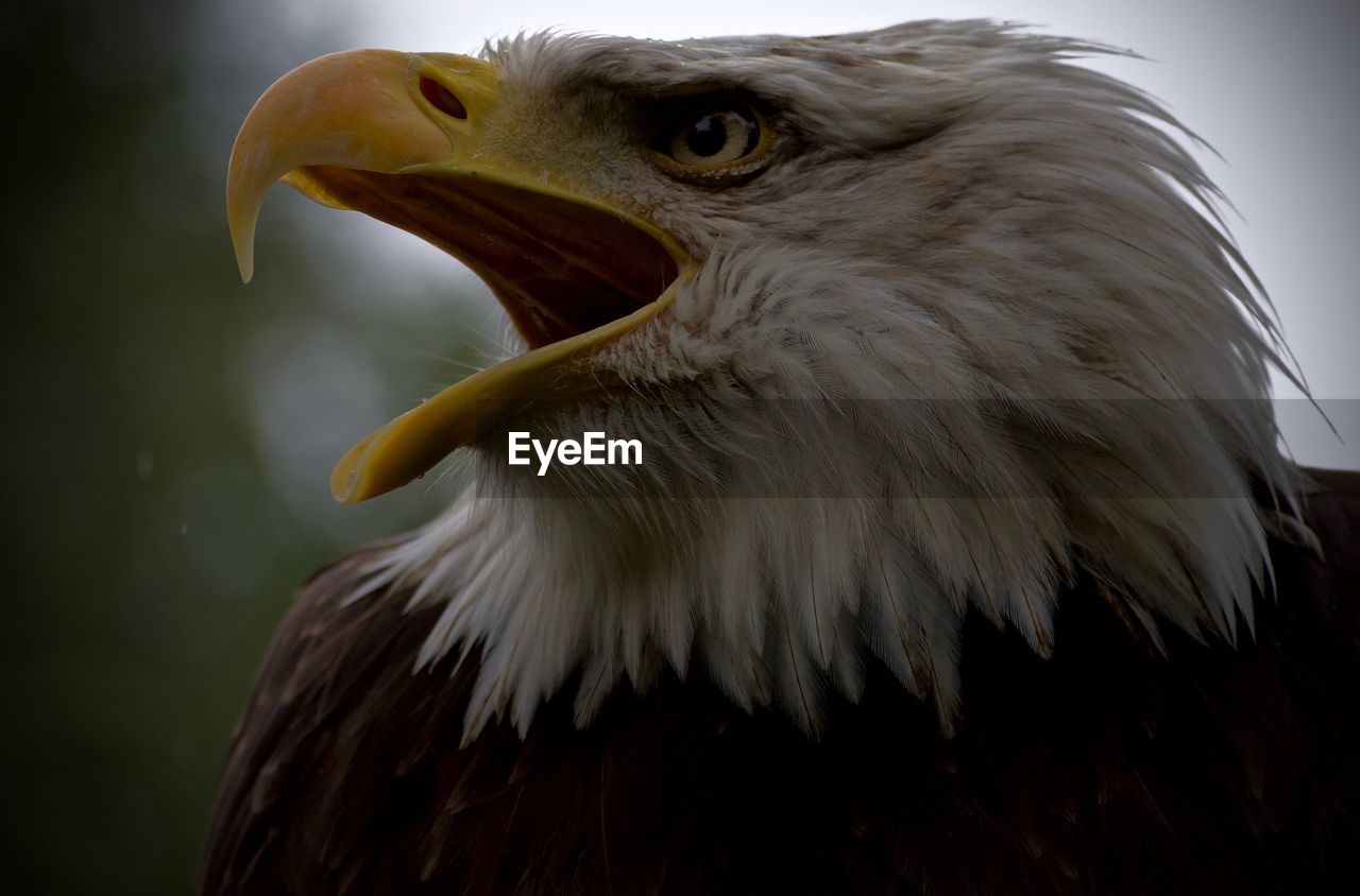 CLOSE-UP OF AN EAGLE