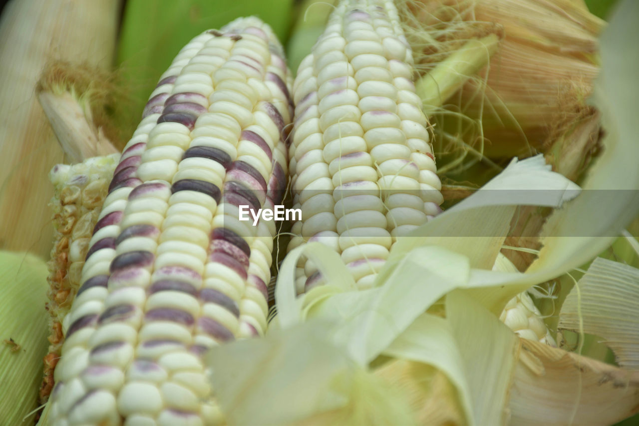 HIGH ANGLE VIEW OF VEGETABLES IN CONTAINER