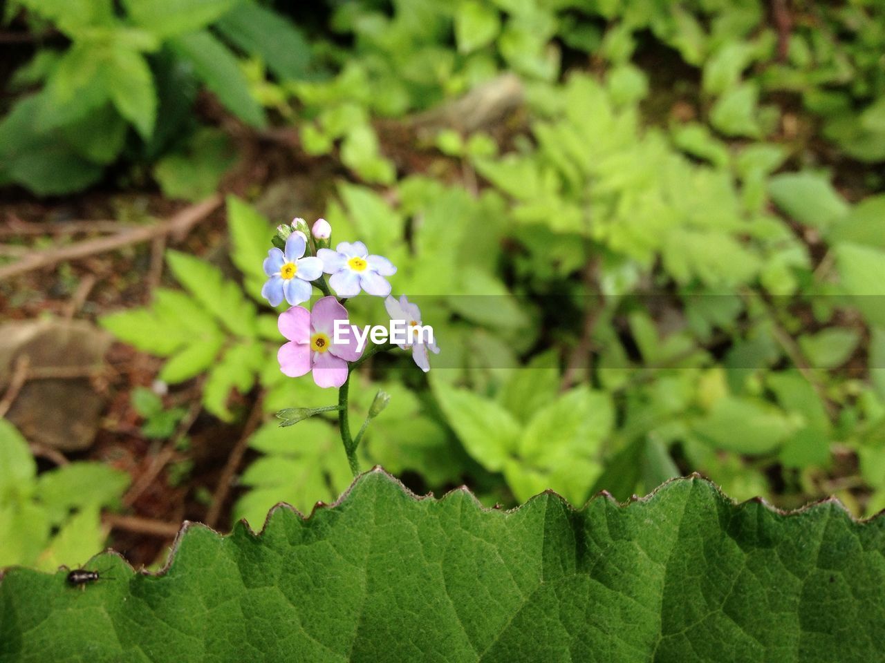 CLOSE-UP OF FLOWERS BLOOMING