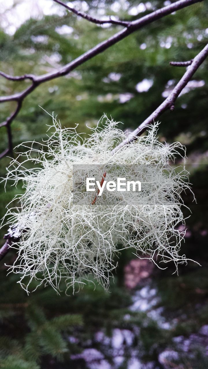 CLOSE-UP OF SPIDER WEB OUTDOORS